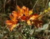 Алстромерия - Alstroemeria aurantiaca 776px-Alstroemeria_aurea.jpg