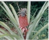 Ананас джудже - Ananas nanus  ananasbracteatus.jpg