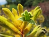 Анигосантус (Кенгуруво цвете) - Anigozanthos flavidos  anigozanthos_flavidus2.jpg