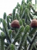 Last additions - Араукария (стайна ела) - Araucaria Araucaria.jpg