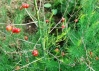 Аспарагус - Asparagus asparagus_seeds.JPG