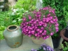Top rated - Астра, Богородичка - Aster  Aster___Pot.jpg