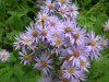 Last additions - Астра, Богородичка - Aster  Aster_conspicuus.jpg