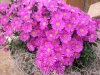Most viewed - Астра, Богородичка - Aster  aster1.jpg