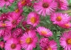 Most viewed pink-flower-aster.jpg