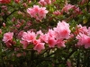 Азалия - Azalea indica ( Rhododendron )  Azalea.jpg