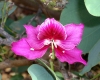 Баухиния - Bauhinia Bauhinia_blakeana_(Hong_Kong_orchid_tree)_1.jpg