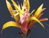 Billbergia4.jpg