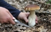 Top rated - СНИМКИ ОТ САЙТА CVETQ.INFO Boletus_edulis4.jpg