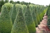Top rated Buxus_sempervirens1.jpg