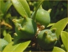 Most viewed Buxus_sempervirens3.jpg