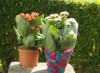 Most viewed CLaboral_calanchoe.jpg