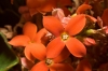 Top rated Calanchoe2.jpg