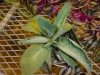 Top rated kalanchoe_spp_3.JPG