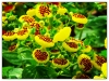 Калцеолария, пантофче, чехълче - Calceolaria Calceolaria17.jpg