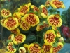 Калцеолария, пантофче, чехълче - Calceolaria Calceolaria18.jpg