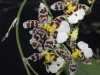 Калцеолария, пантофче, чехълче - Calceolaria Calceolaria19.jpg