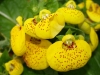 Last additions - Калцеолария, пантофче, чехълче - Calceolaria Calceolaria3.jpg