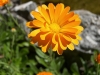 Top rated calendula_officinalis_flower.jpg