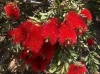 Top rated Callistemon_citrinus.jpg