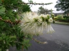 Калистемон - Callistemon  callistemon-citrinus.jpg