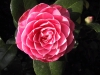 Камелия - Camellia Camellia.jpg