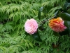 Top rated - СНИМКИ ОТ САЙТА CVETQ.INFO acer-camellia.jpg