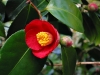 Камелия - Camellia camellia_japonica1.jpg