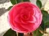 Камелия - Camellia camellia_op_800x600.jpg