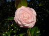 Камелия - Camellia camellia_pinkperfection.jpg