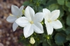 Most viewed Campanula_isophylla_5.jpg