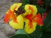 Кана - Canna med-canna-bicolore-visoflora-2780.jpg