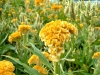 Целозия (петльов гребен) - Celosia argentea celosia_cristata_cockscomb.jpg