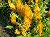 Целозия (петльов гребен) - Celosia argentea yellow-orange-celosia.jpg
