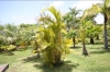 Хризалидокарпус (златноплодна палма) - Chrysalidocarpus Chrysalidocarpus1.jpg