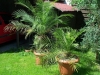 Хризалидокарпус (златноплодна палма) - Chrysalidocarpus Chrysalidocarpus2.jpg