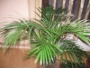 Хризалидокарпус (златноплодна палма) - Chrysalidocarpus Chrysalidocarpus4.jpg