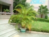 Хризалидокарпус (златноплодна палма) - Chrysalidocarpus Chrysalidocarpus5.jpg