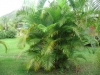 Хризалидокарпус (златноплодна палма) - Chrysalidocarpus Chrysalidocarpus6.jpg