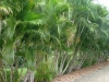 Хризалидокарпус (златноплодна палма) - Chrysalidocarpus chrysalidocarpus.jpg