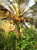 Most viewed Coco_nucifera_coconut_palm_Goree_preview.jpg