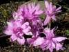 Top rated - СНИМКИ ОТ САЙТА CVETQ.INFO Colchicum__Water_Lily_.jpg