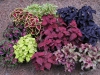 Most viewed Coleus_Collection.JPG