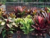 Кордилине - Cordyline  Cordyline_colour.jpg