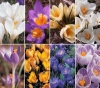 Минзухар - Crocus balcanensis  Crocus_balcanensis.jpg