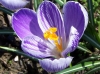 Шафранов минзухар - Crocus sativus Crocus_sativus.jpg