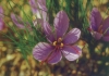 Шафранов минзухар - Crocus sativus Crocus_sativus1.jpg