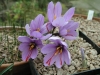 Top rated Crocus_sativus2.jpg