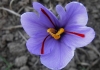 Шафранов минзухар - Crocus sativus Crocus_sativus3.jpg
