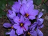 Шафранов минзухар - Crocus sativus Crocus_sativus4.jpg